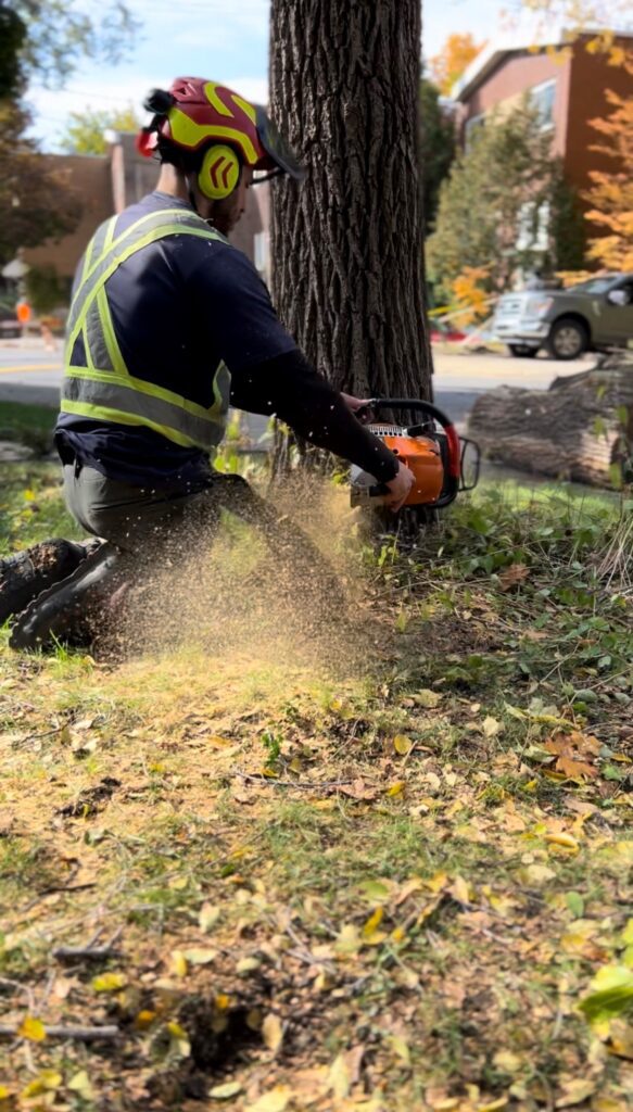 Photo d'un élagueur coupant un arbre depuis le pied avec une scie mécanique à Montréal-ouest