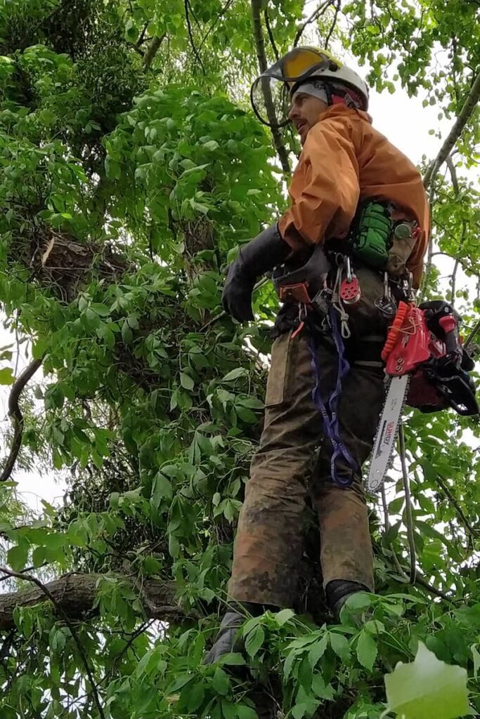 élagage-assainissement-professionnel Élagueur professionnel équipé d'une scie à chaîne et d'un harnais de sécurité en train de tailler un arbre.
