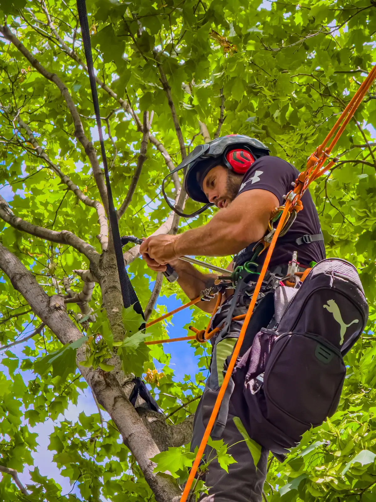 Installation d’un système de haubanage par un élagueur professionnel dans un arbre feuillu à Montréal