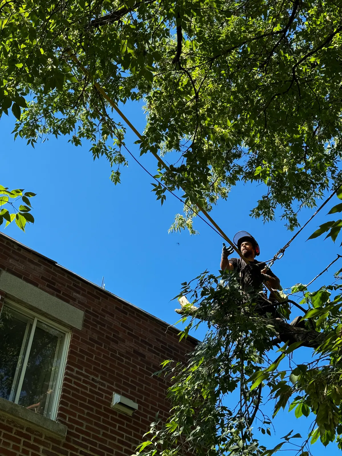 Élagueur professionnel dans un arbre en milieu urbain à Montréal