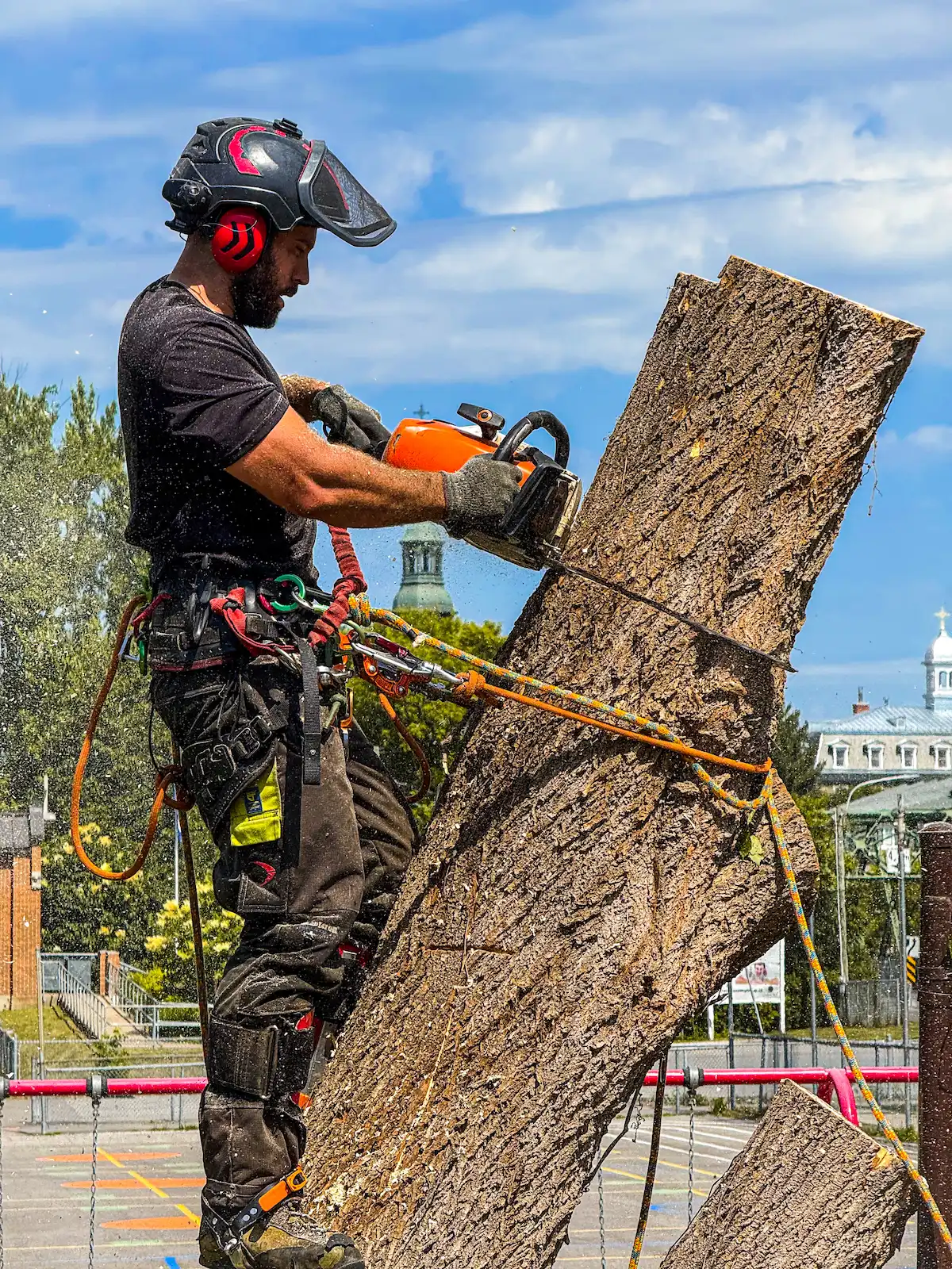 Abattage contrôlé d’un arbre par un élagueur certifié avec harnais à Montréal