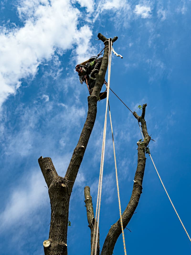 Émondeur en haut d’un arbre lors d’un abattage à Montréal