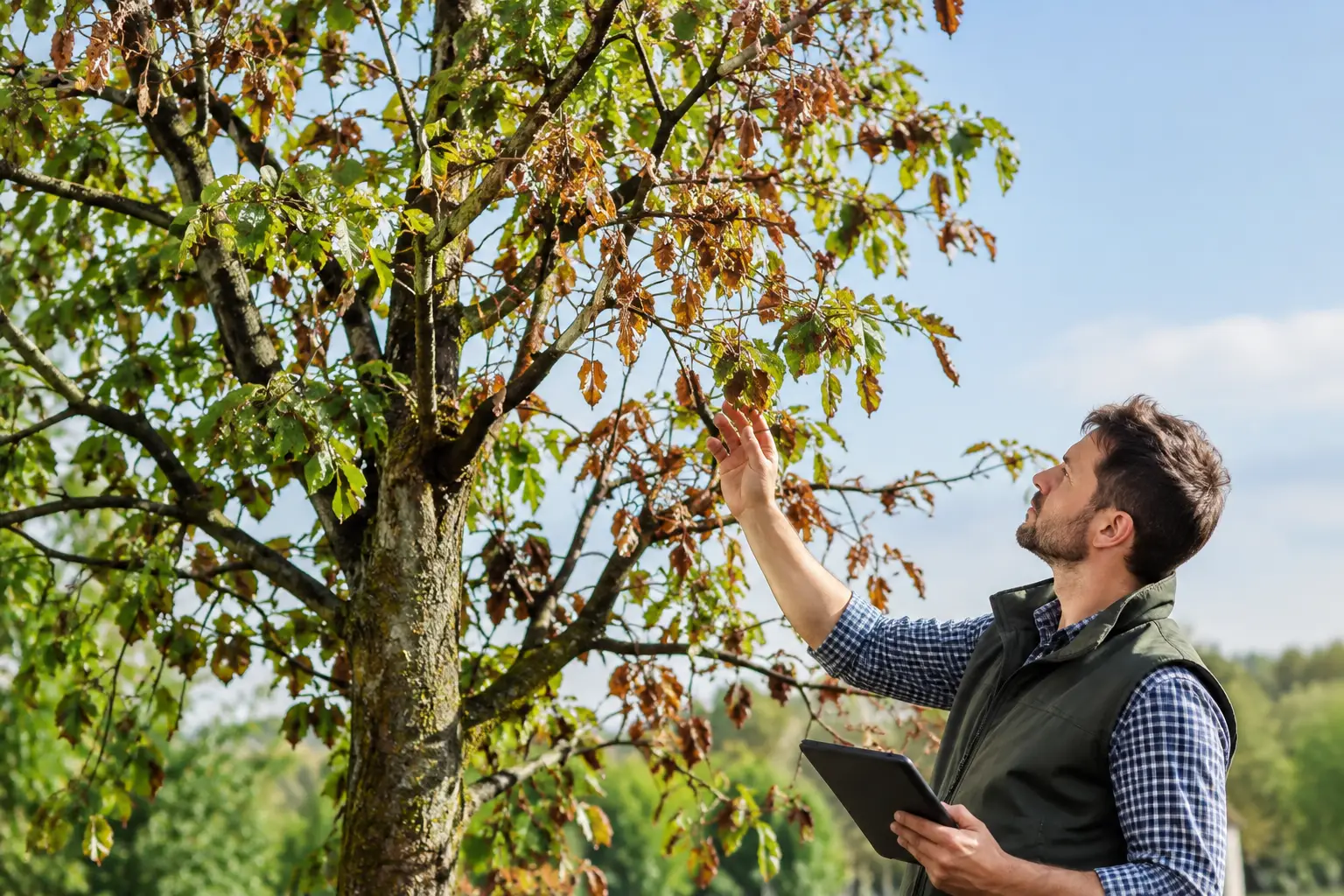 Diagnostic d’un arbre dépérissant en 7 signes