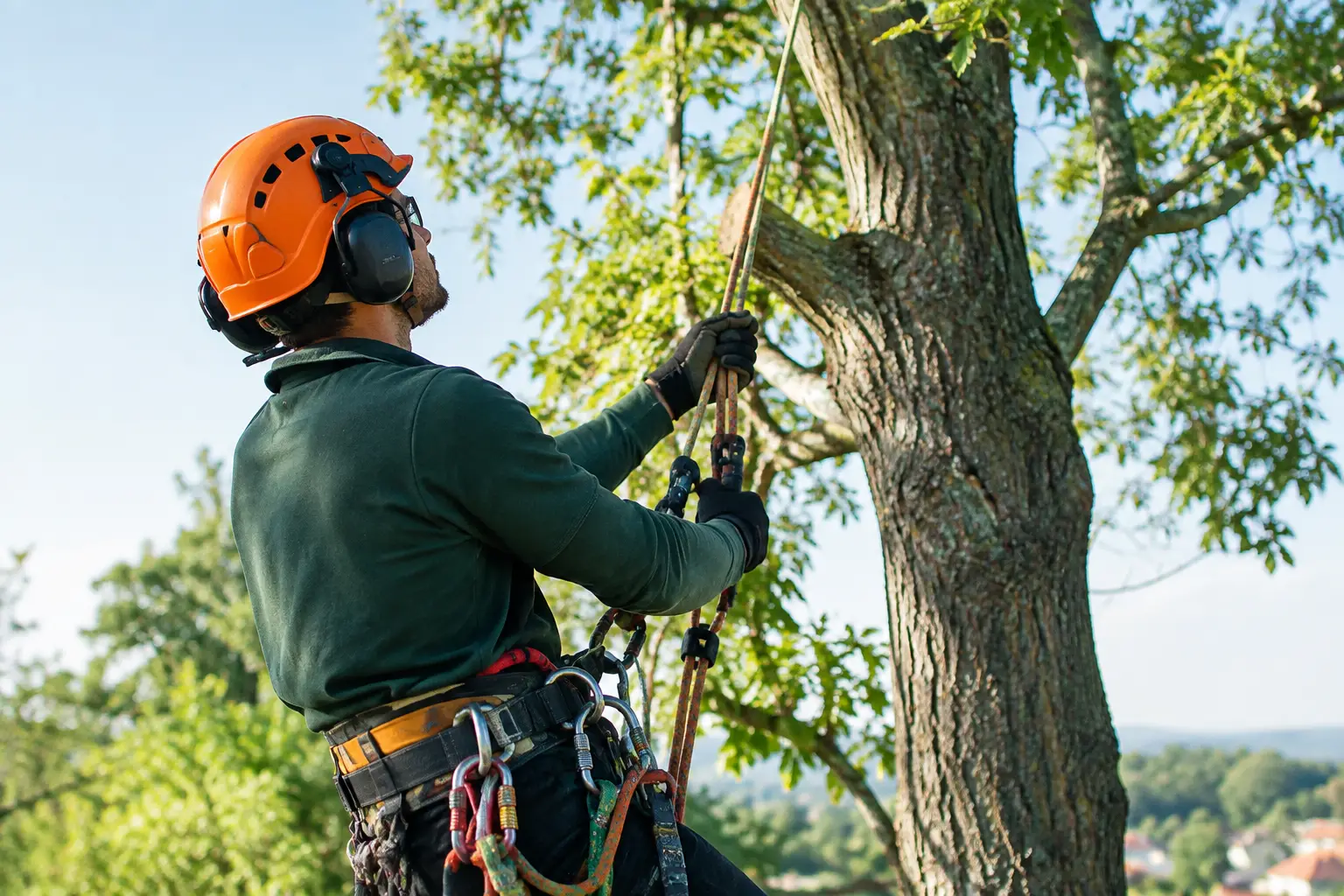 Trouver un service arboricole fiable près de chez vous