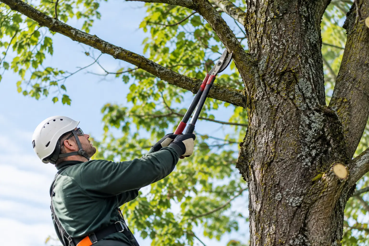 Quand faire une coupe sanitaire d’arbre mature?