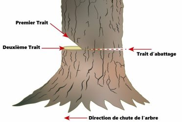 Comment abattre un arbre en toute sécurité