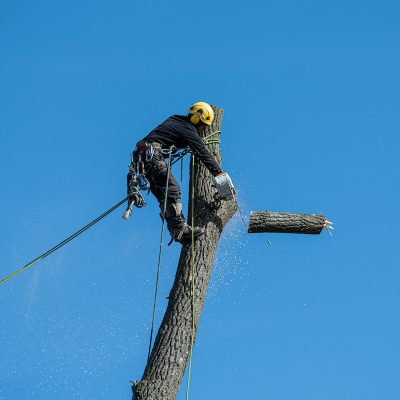 Un élagueur expérimenté en pleine action, coupant une bûche d'arbre avec une scie pour un service d'abattage sécurisé et efficace.