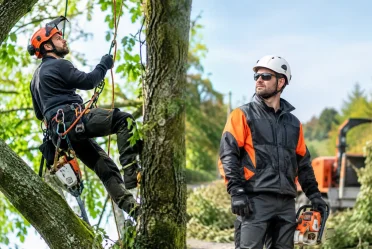 Arboriste ou entrepreneur en élagage : qui choisir?