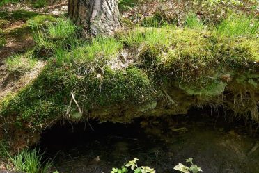Arbre avec racines exposées dans une forêt, montrant l'influence du sol sur la stabilité et la santé de l'arbre.