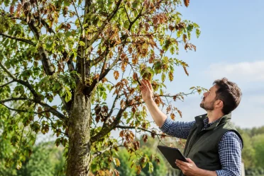 Diagnostic d’un arbre dépérissant en 7 signes