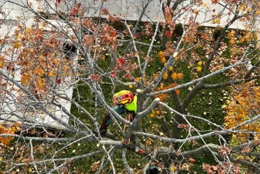 Émondeur professionnel réalisant l'élagage d'un arbre en toute sécurité
