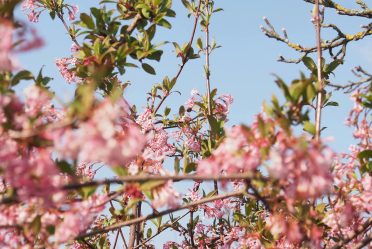 Floraison printanière d’un arbre fruitier