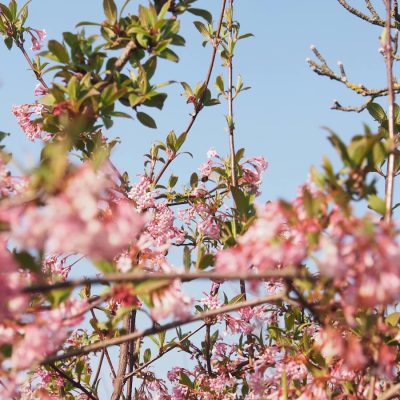 Branches couvertes de fleurs roses printanières, légèrement floutées, sur fond de ciel bleu.