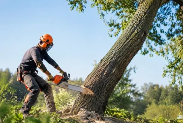 Guide d’abattage d’un arbre incliné en sécurité