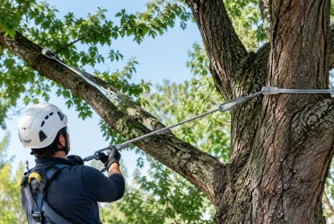 Guide du haubanage des arbres adultes matures
