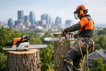 Guide du permis de coupe d’arbre à Montréal et Laval