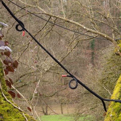 Haubanage d’un arbre avec câbles dynamiques pour sécuriser une charpentière fissurée, Laval