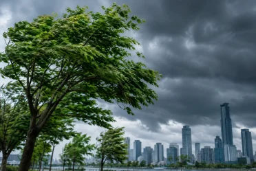 Prévisions de tempêtes pour les arbres urbains