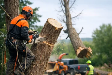 Prix abattage arbre dangereux : ce qui influence le coût