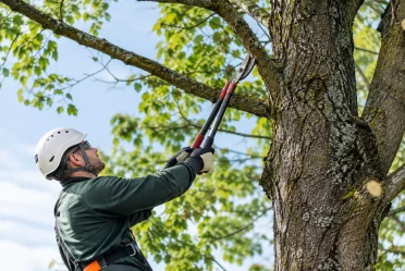 Quand faire une coupe sanitaire d’arbre mature?