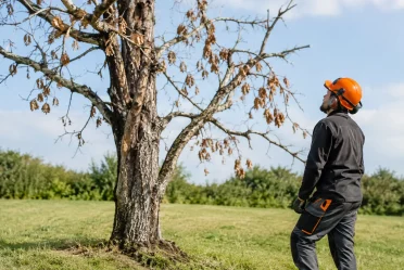Quand retirer un arbre dépérissant sans risque