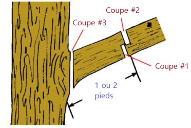Schéma de coupe en trois étapes pour un élagage sécurisé à Laval et Montréal, sans déchirure de l’écorce.