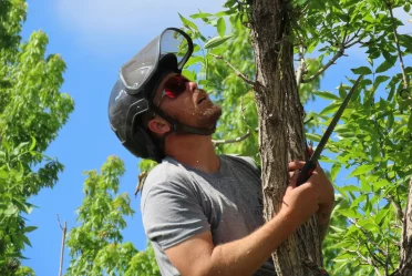 Arboriculteur effectuant une coupe de précision dans le cadre d’une taille de formation